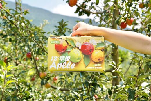 云南高原黄金维纳斯丑苹果 商品图10