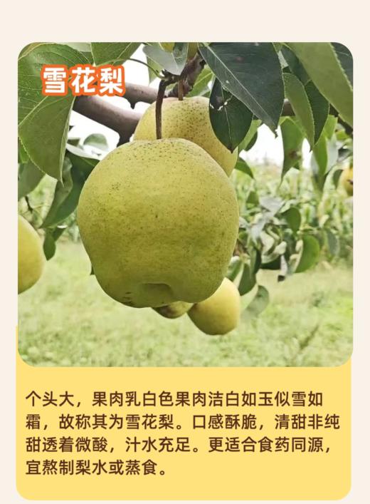 赵县心之力皇冠梨、雪花梨 套袋 树上自然熟 生态种植 基地直发 包邮 商品图1
