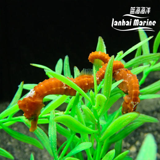 人工彩色海马 商品图6