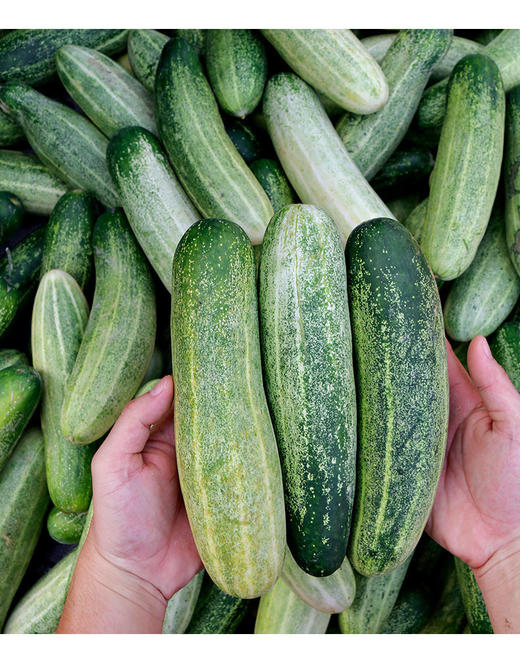 【蔬】本地黄瓜 一根（约300g） 商品图2