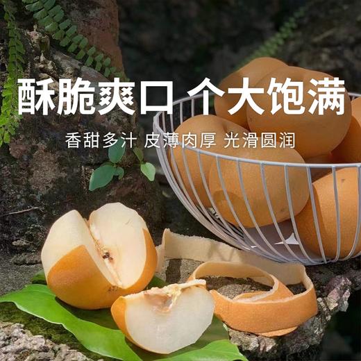  【秋月梨】酥脆爽口 冰糖甜无渣 皮薄肉厚 新鲜水果！ 商品图0