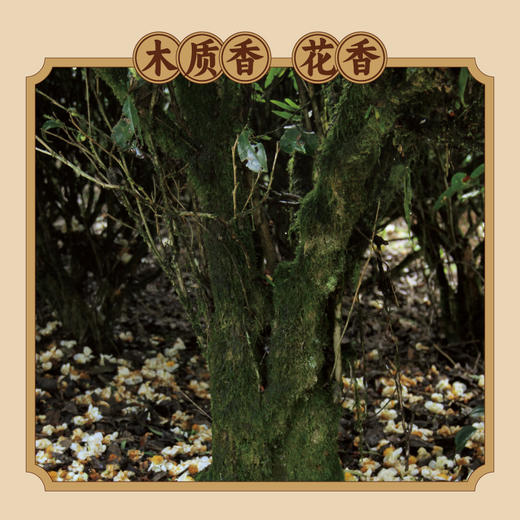 武夷瑞芳|枞说|水仙125g礼盒装 商品图3