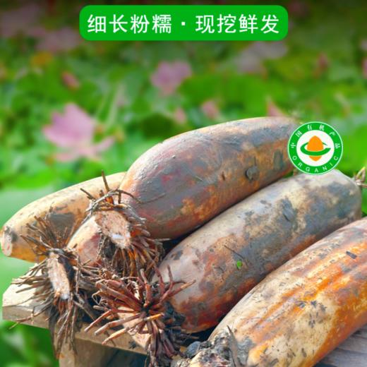 正宗洪湖有机粉藕 现挖鲜发莲藕 粉糯香甜 煲汤主角 商品图0