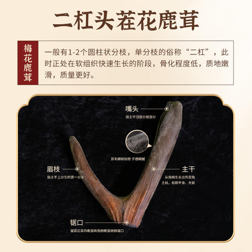 劲牌持正堂鹿茸片 商品图2