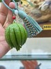 手工编制新鲜佛手挂件 商品缩略图9