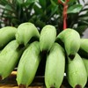 【高州香蕉】现摘现发，自然催熟更健康 商品缩略图1