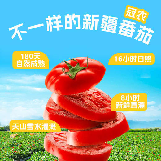 【2025年新货】新疆冠农番倍爽番茄汁 310ml/罐 西红柿 绿色食品认证 商品图1