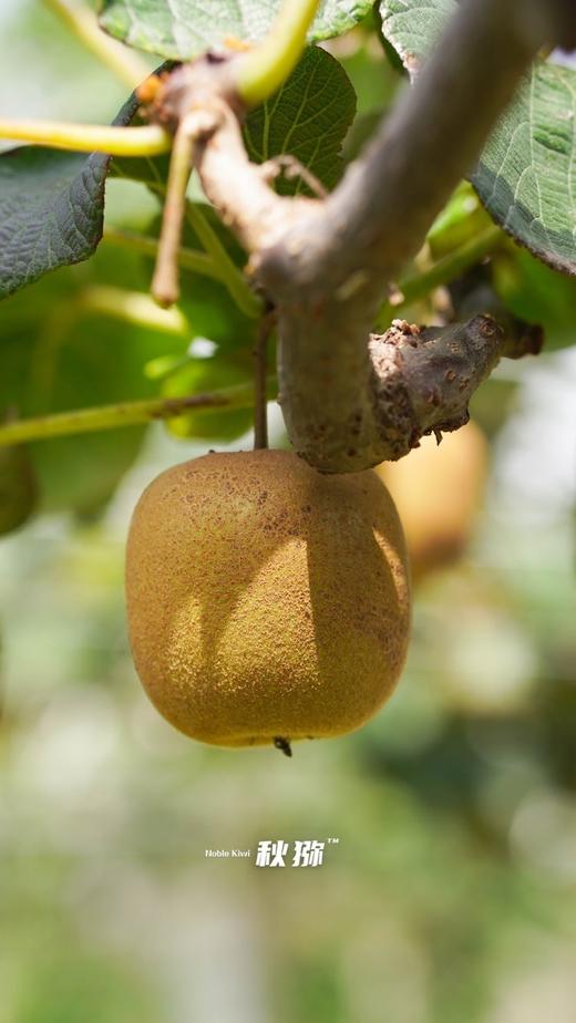 金蜜猕猴桃 商品图3