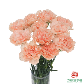 单头康乃馨-布朗尼 10枝一扎