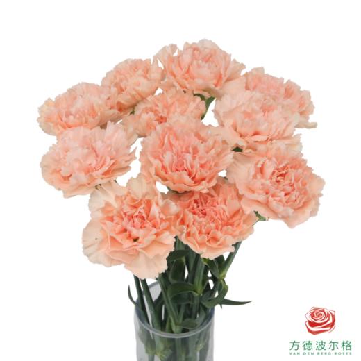 单头康乃馨-布朗尼 10枝一扎 商品图0