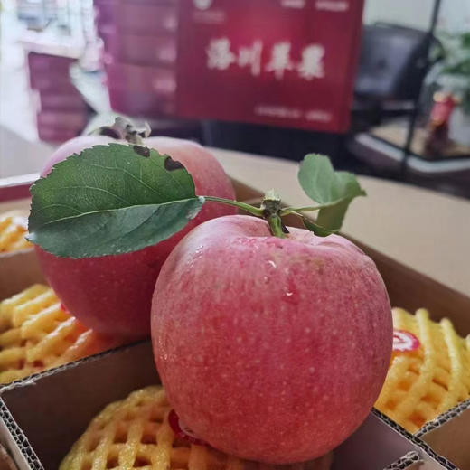 国家地理标志产品·洛川苹果红富士苹果 鲜爽脆嫩 直击味蕾 商品图8