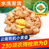 云南文山有机小黄姜 鲜姜采挖水洗发货 商品缩略图1