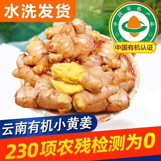云南文山有机小黄姜 鲜姜采挖水洗发货 商品图1