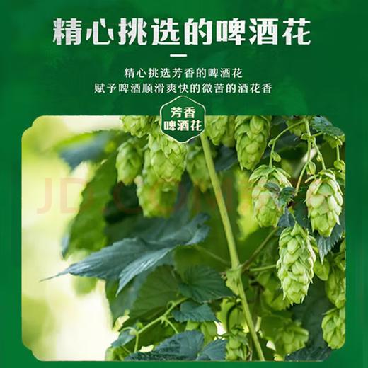【金皇会99金币专享】青岛啤酒（TsingTao）百年经典 330ml*20听 整箱装 中秋送礼 商品图2