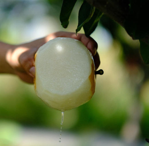 【百梨之冠  莱阳秋月梨】汁水丰沛如泉，入口沁润如诗; 甜度达13°以上，清雅不腻，甘润入心;肉质细嫩无渣，触齿即化，宛若云端; 梨香浓郁纯粹，回味悠长，方为秋月之魂。四者缺一，便不成传奇~顺丰快递 商品图14