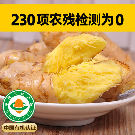 云南文山有机小黄姜 鲜姜采挖水洗发货 商品图2