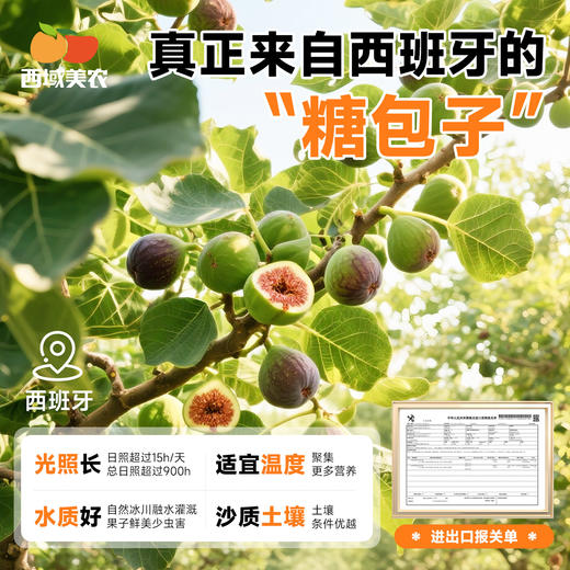 西域美农  西班牙蜜多多无花果干   plus升级款软蜜无花果干！丑！但很好吃！皮薄肉糯，籽粒饱满  128g/罐  约16粒左右 商品图3