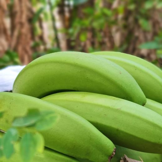 【高州香蕉】现摘现发，自然催熟更健康 商品图2