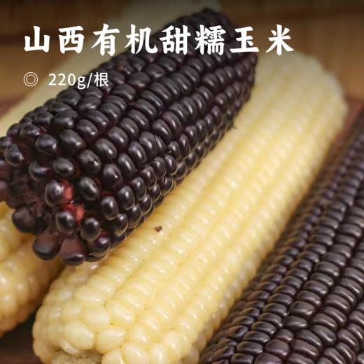山西有机甜糯玉米 | 采收季3小时锁鲜 给你98%的鲜甜 黑玉米富含花青素白玉米香甜鲜糯 商品图0