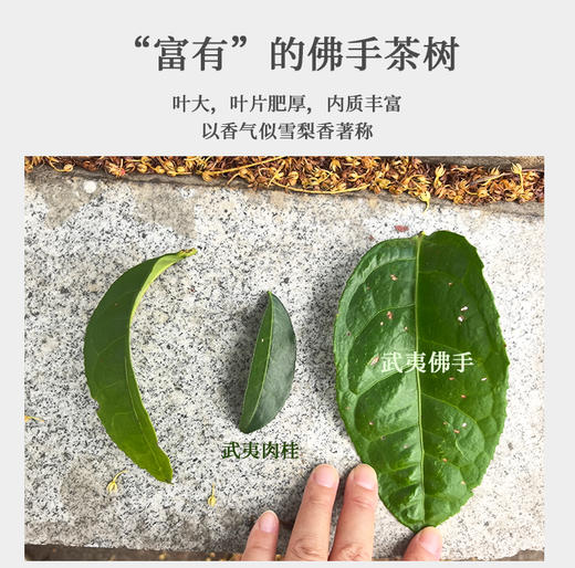 老树佛手 6泡*8.3克 荔枝木碳焙 武夷山手工茶 商品图11