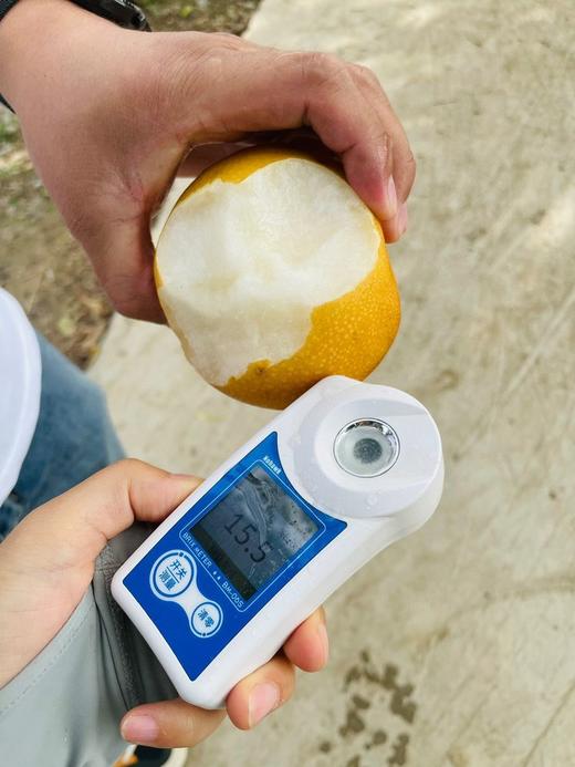 【百梨之冠  莱阳秋月梨】汁水丰沛如泉，入口沁润如诗; 甜度达13°以上，清雅不腻，甘润入心;肉质细嫩无渣，触齿即化，宛若云端; 梨香浓郁纯粹，回味悠长，方为秋月之魂。四者缺一，便不成传奇~顺丰快递 商品图8