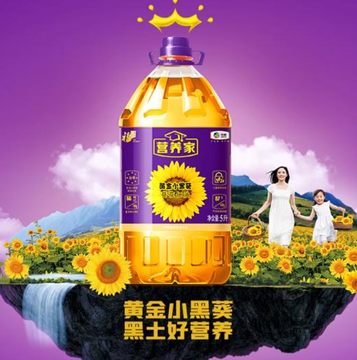 【YMHR】福临门黄金小黑葵 商品图2
