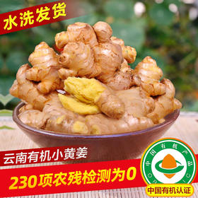 云南文山有机小黄姜 鲜姜采挖水洗发货