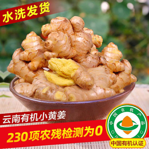 云南文山有机小黄姜 鲜姜采挖水洗发货 商品图0