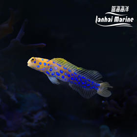 墨西哥蓝点虾虎