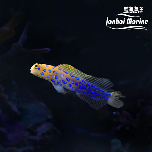 墨西哥蓝点虾虎 商品图0