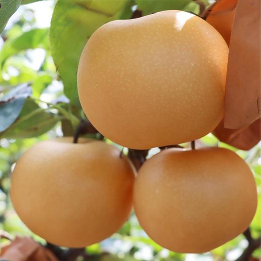 【百梨之冠  莱阳秋月梨】汁水丰沛如泉，入口沁润如诗; 甜度达13°以上，清雅不腻，甘润入心;肉质细嫩无渣，触齿即化，宛若云端; 梨香浓郁纯粹，回味悠长，方为秋月之魂。四者缺一，便不成传奇~顺丰快递 商品图0