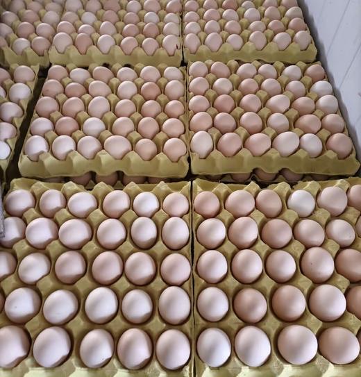 新鲜鸡蛋30枚/板【GY】 商品图0