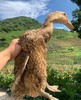 三年优质稻田鸭  生态散养 觅食虫草 新鲜现杀  肉质紧实鲜甜，无腥味 商品缩略图1