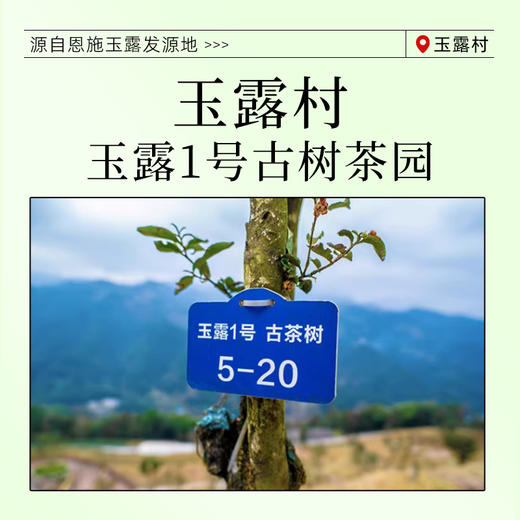 茶马世家 恩施玉露一级纸包茶180g 商品图3