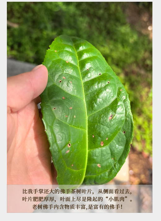 老树佛手 6泡*8.3克 荔枝木碳焙 武夷山手工茶 商品图4