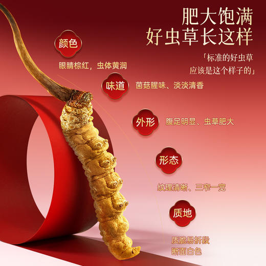 雷允上冬虫夏草8g（1g*8瓶）/盒 商品图5