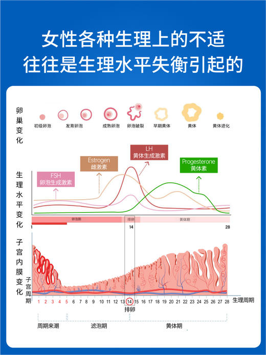 史达德圣洁莓精华片 100片/瓶 商品图2