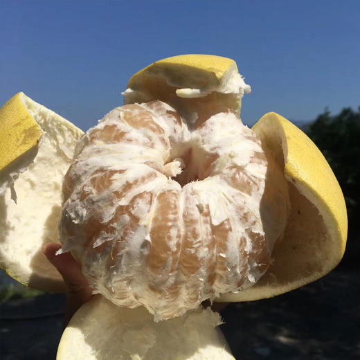 福建老树白心蜜柚爆甜多汁清香可口 商品图5