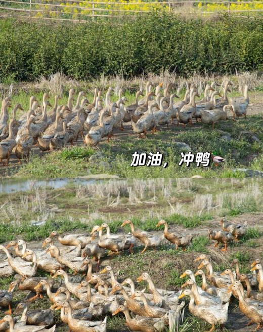 三年优质稻田鸭  生态散养 觅食虫草 新鲜现杀  肉质紧实鲜甜，无腥味 商品图2