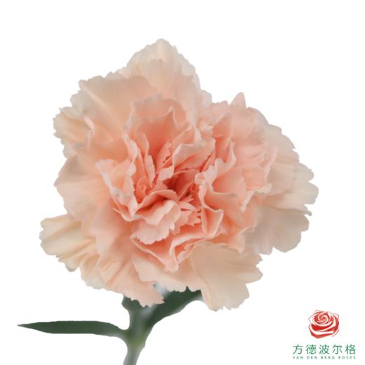 单头康乃馨-布朗尼 10枝一扎 商品图2