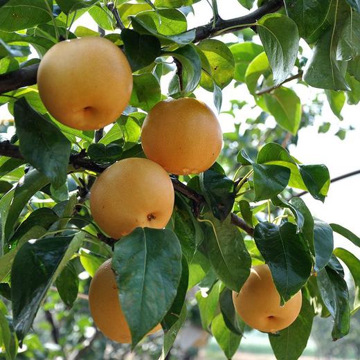  【秋月梨】酥脆爽口 冰糖甜无渣 皮薄肉厚 新鲜水果！ 商品图3