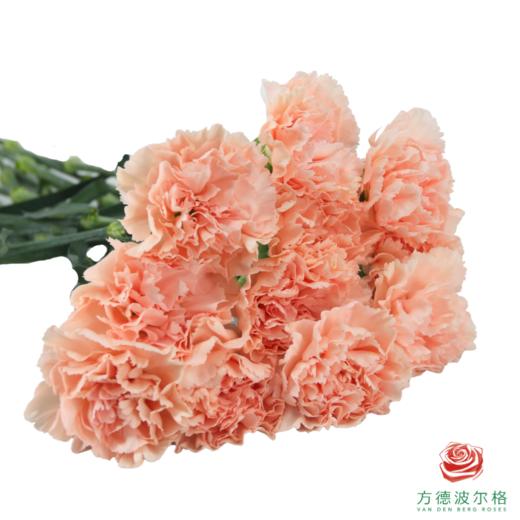 单头康乃馨-布朗尼 10枝一扎 商品图1