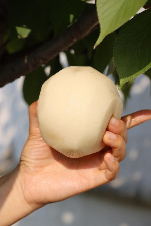 【百梨之冠  莱阳秋月梨】汁水丰沛如泉，入口沁润如诗; 甜度达13°以上，清雅不腻，甘润入心;肉质细嫩无渣，触齿即化，宛若云端; 梨香浓郁纯粹，回味悠长，方为秋月之魂。四者缺一，便不成传奇~顺丰快递 商品图9