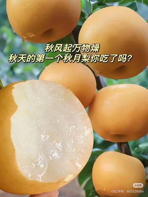 礼盒装白秋月梨富美 商品图10