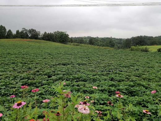 合作 | 紫薯 500g  产地：北京顺义 商品图3