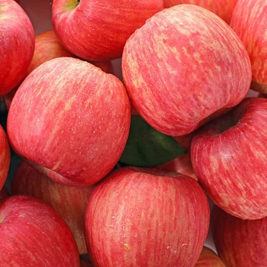 国家地理标志产品·洛川苹果红富士苹果 鲜爽脆嫩 直击味蕾 商品图0