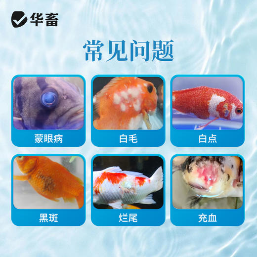 华畜盐酸土霉素鱼药烂身烂尾蒙眼白点水霉鱼缸杀菌观赏鱼调节水质 商品图1