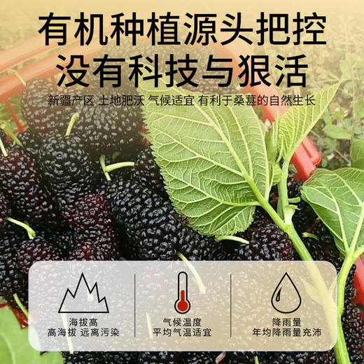 有机黑桑葚，以黑养黑【绿色0硫熏！0蔗糖，无染色】有机桑葚干罐装绿色产桑椹果干新鲜纯手工挑选价优。ha 商品图2