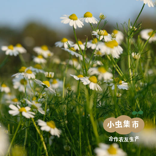 洋甘菊儿童洗发沐浴泡泡 350ml（儿童沐浴露洗发水二合一） | 合作农友生产，来自广东中山五桂山，生产者：郝冠辉 ＆【公平贸易农人定价】 商品图4