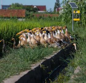 三年优质稻田鸭  生态散养 觅食虫草 新鲜现杀  肉质紧实鲜甜，无腥味